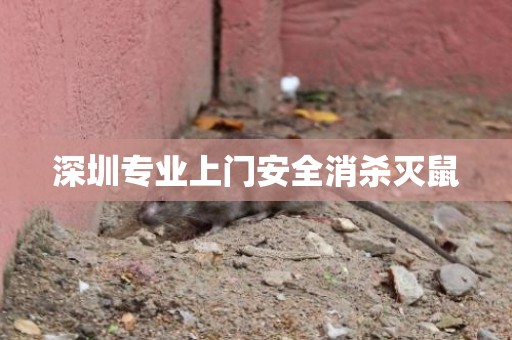 深圳专业上门安全消杀灭鼠